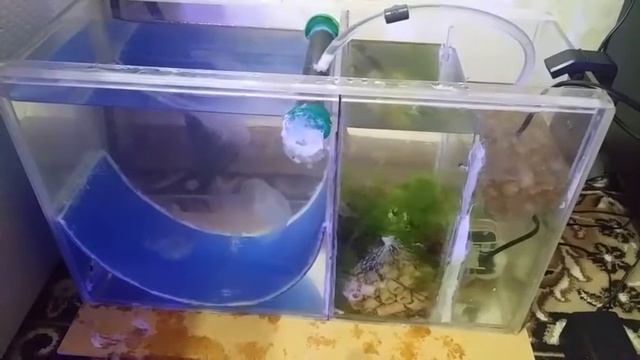 Аквариум для содержания медуз продолжение смотреть онлайн