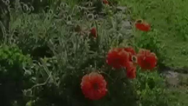 Russia-Novgorod-Church of the Transfiguration смотреть онлайн