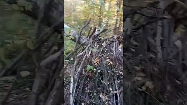 Находки в листопаде смотреть онлайн