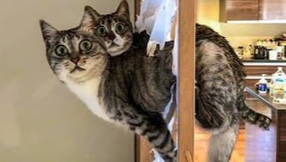 ? Funniest ?Cats And ? Dogs - Try Not To Laugh - Funny Pet Animals ?