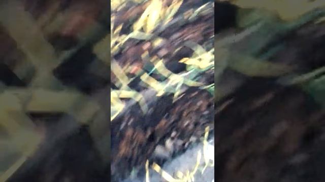 супер механизм для прополки чеснока смотреть онлайн