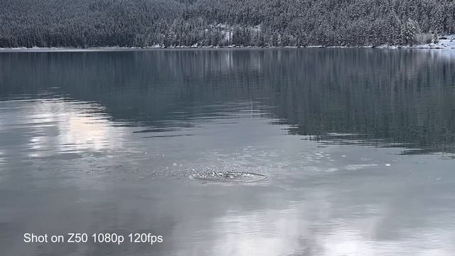 Nikon Z50 Mirrorless VS. Nikon D7500 DSLR