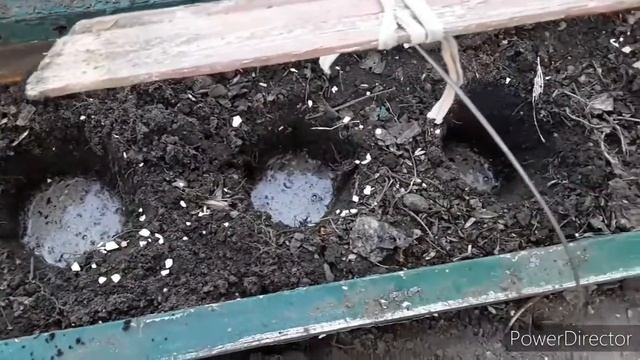 9.04.20. Высадка рассады томатов в открытый грунт под укрытие спабондом. смотреть онлайн