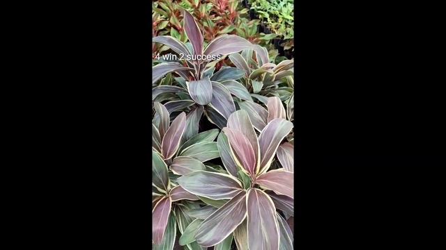 Cordyline Chocolate Queen#Misandriya#4 win 2 success #Malayalam#plants collections смотреть онлайн