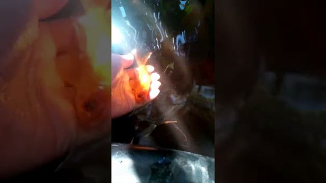 ?ручные золотые рыбки✨