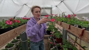 КАК ПРАВИЛЬНО ПОДОБРАТЬ КАШПО ДЛЯ ПЕТУНИИ