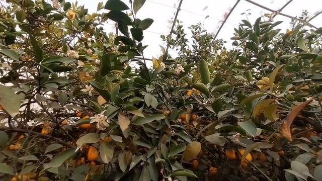 ЛИМОНАРИЯ иссик,хонада 20 млн даромад смотреть онлайн