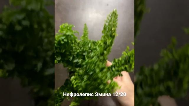 Нефролепис Эмина 12/20 смотреть онлайн