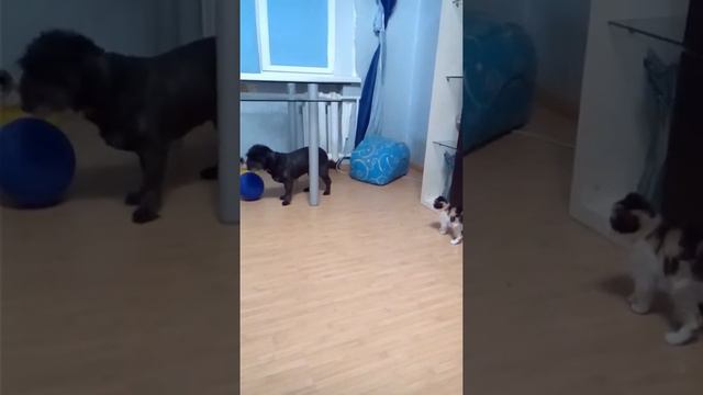 Собака прячется от котят смотреть онлайн