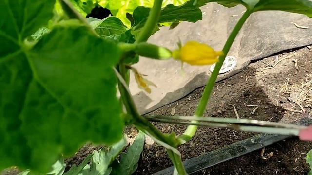 ?????ФОРМИРОВАНИЕ ОГУРЦОВ НА ШПАЛЕРЕ. ПРАВИЛО ЧЕТЫРЕХ ЛИСТЬЕВ смотреть онлайн