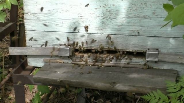 Почему пчелы злятся и жалят смотреть онлайн