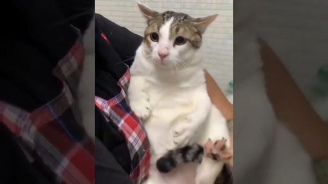 Котик любит обнимать предметы. #котик #shorts смотреть онлайн