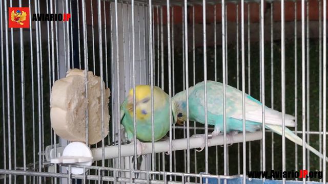 ✅ LAS MEJORES GOLOSINAS PARA TUS PAJAROS | Comida para pájaros смотреть онлайн