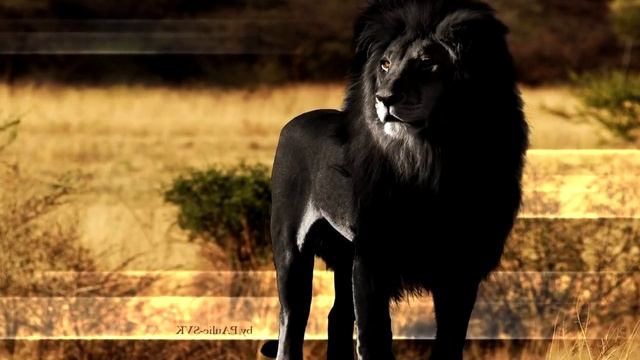 Черный лев существует? смотреть онлайн