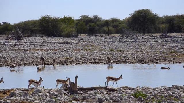 Sunway Safaris Namibia Etosha National Park смотреть онлайн