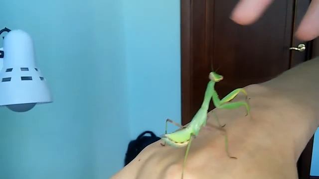 Домашний богомол (Mantis) смотреть онлайн