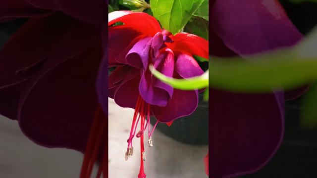 #фуксия #комнатные #растения #Декор #Озеленение #уют #дом #Зелень #Цветы