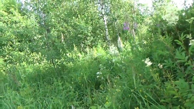 Будьте внимательны при сборе иван-чая!!! смотреть онлайн