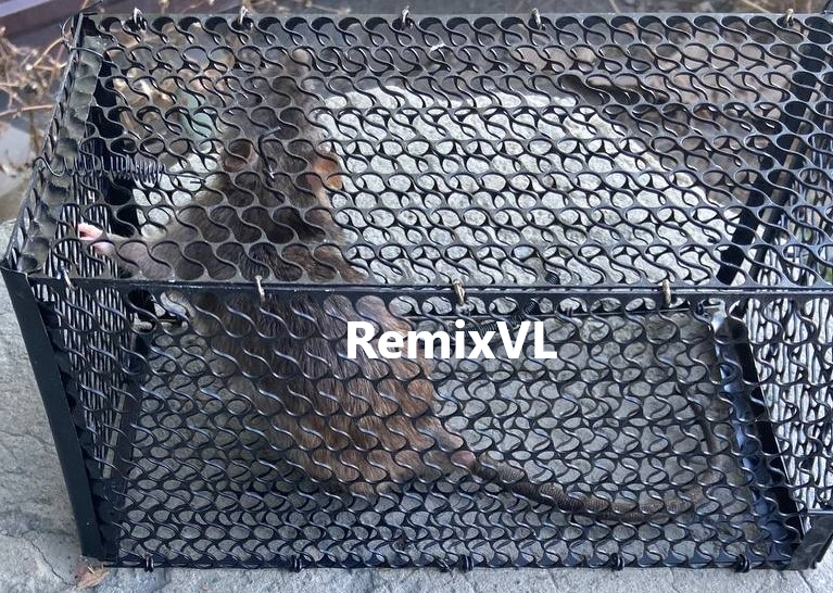 магазин RemixVL: Видео обзор № 1 клетка мышеловка крысоловка защита от грызунов и птиц смотреть онлайн