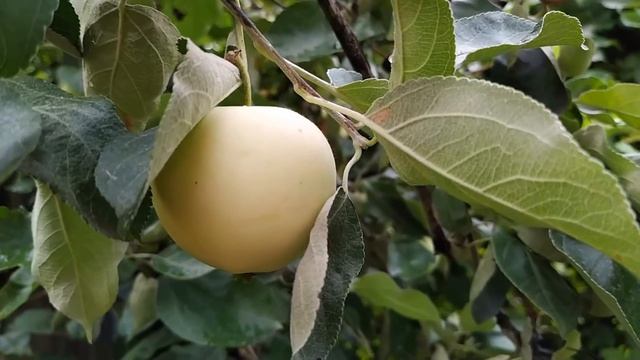 3 сентября-ДЕНЬ ФАДДЕЯ ПРОПОВЕДНИКА.Что положить в карман для удачной дороги.Приметы смотреть онлайн