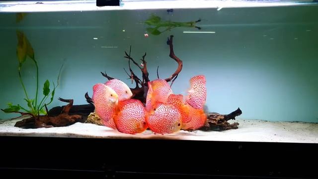 Дискусы Pigeon Snake - Checkerboard Pigeon от Discus Marketim смотреть онлайн