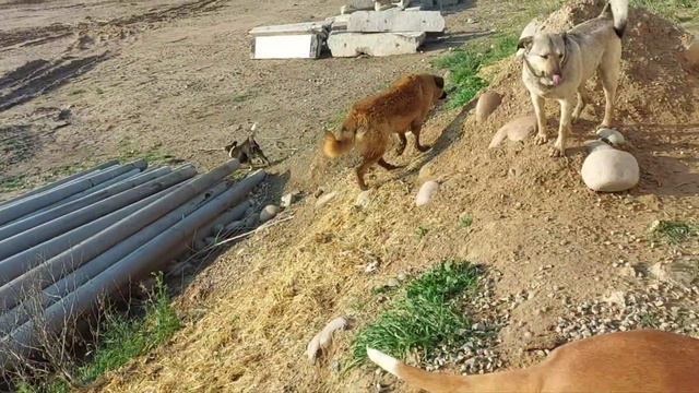 Ташкент. Приютские собаки на свободе! смотреть онлайн