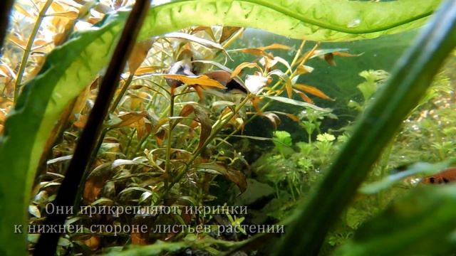 Размножение в общем аквариуме. Breeding shrimp and fish. смотреть онлайн