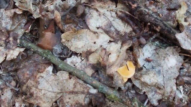 Лисички в комарином царстве ? смотреть онлайн