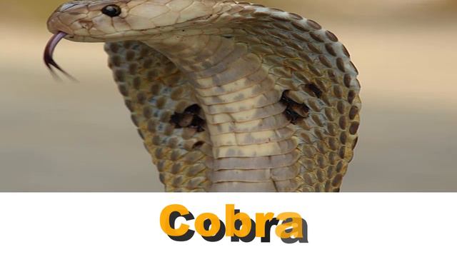 What does it mean if a Cobra appears in dream | Dream Interpretation & Dream Meanings смотреть онлайн