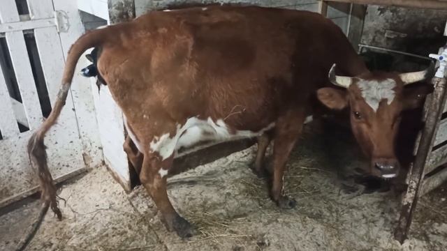 С ТАКИМ ОТЁЛОМ У КОРОВЫ САМА ЧУТЬ НЕ РОДИЛА! ПРОДОЛЖЕНИЕ СЛЕДУЕТ... смотреть онлайн