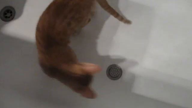 Cat in bath. Тигрик в ванной.avi смотреть онлайн