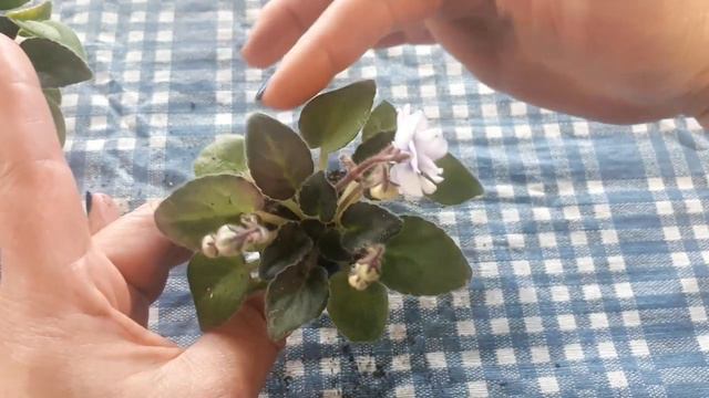 Robs Loose Noodle What's in bloom today from my african violet plant collection смотреть онлайн