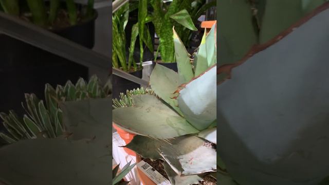 Денежные деревья - гиганты смотреть онлайн