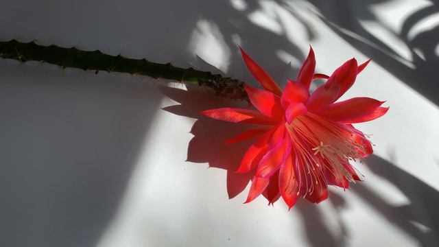 Aporocactus hybrid - ‘Angela Paetz’ смотреть онлайн