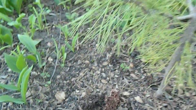 Как вырастить кедр из орешка смотреть онлайн