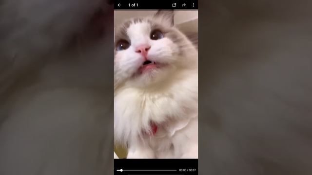 Download Instagram Videos Using Telegram | Simple Steps | Telegram Bot | 100% working смотреть онлайн