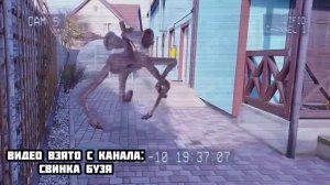 ГОРКА ПОЖИРАТЕЛЬ СОЖРАЛА Свинку Бузю и КУЗЮ ! **Вера в Шоке** Морская Свинка Бузя и Кузя Вера !!!