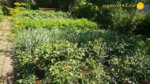 Лук без ложной мучнистой росы с помощью древесной золы