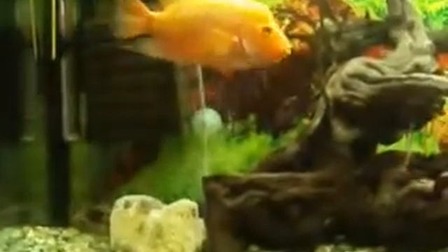 цитрон подготовка к нересту смотреть онлайн