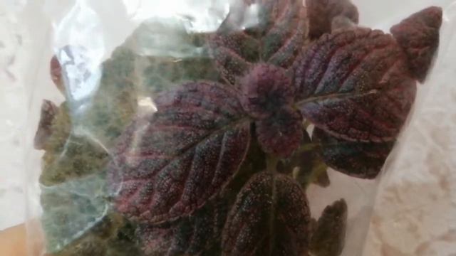 Эксперимент по укоренению листа эписции Butternut смотреть онлайн