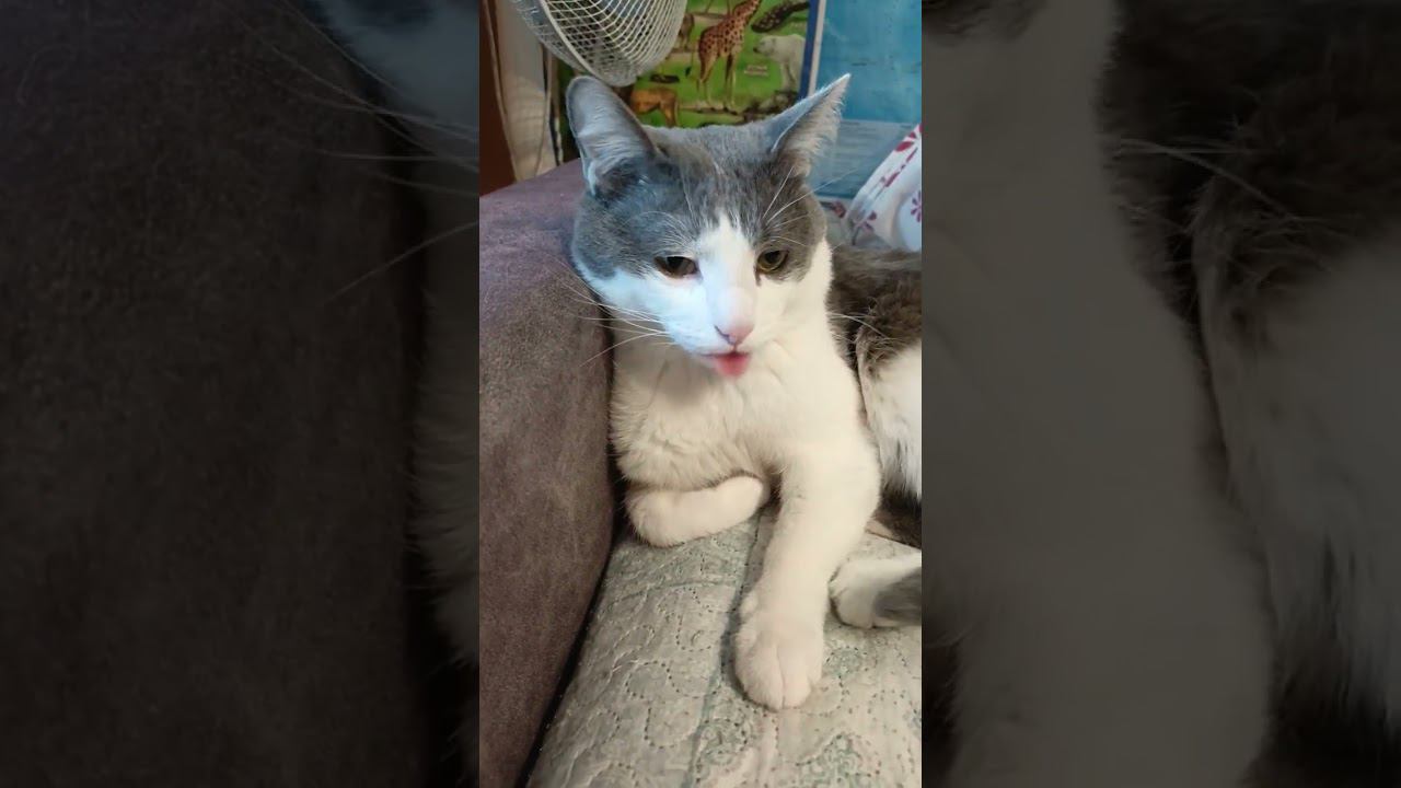 Красавец. #cats #котики #мурзик #кот #питомец #лайк #приколы #красота #генетика смотреть онлайн