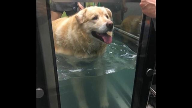 Устав от хлопот, хозяин привез Кая на усыпление #спасение #животные #заботаоживотных смотреть онлайн