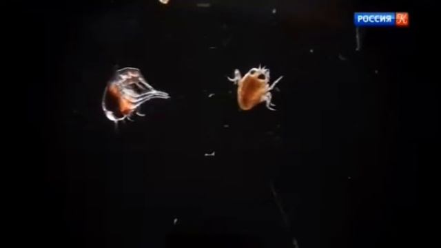 Исследования Арктики смотреть онлайн