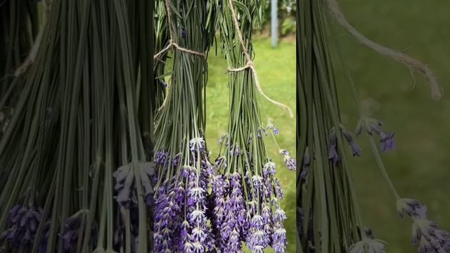 Мой июль ? #shorts #summer #cat #лето #лаванда #кошка #вязание #дача #knitting #хобби #butterfly смотреть онлайн