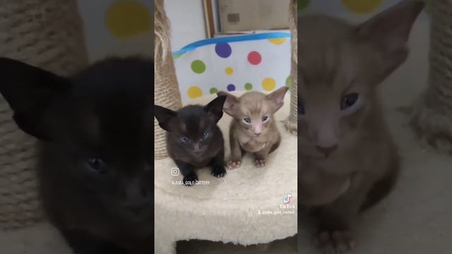 Котята. Ориентальные кошки смотреть онлайн