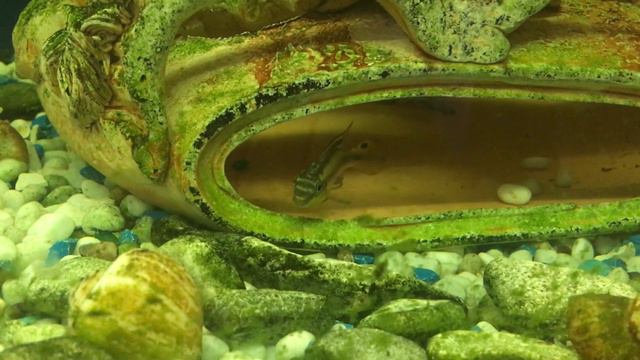 Переделка аквариума,все надоело смотреть онлайн