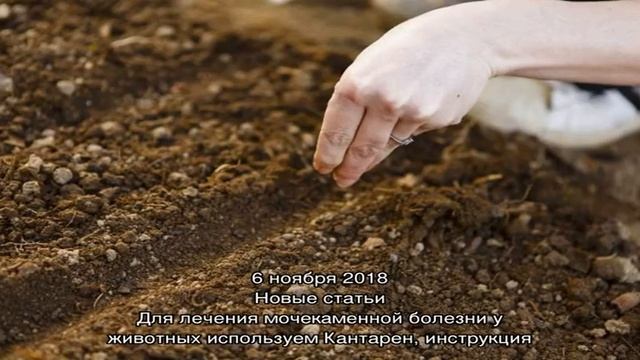 Посадка и уход в открытом грунте за чудесными бархатцами под силу всем смотреть онлайн