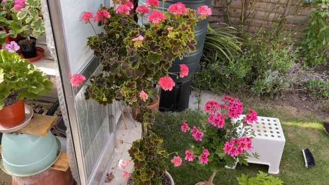 Big Boy Pelargonium Standard Odensjo Tintomara смотреть онлайн