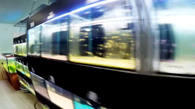 О нас. Зоомагазин "КВА-КВА" в Новой Усмани смотреть онлайн