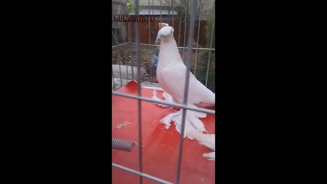 ДВУХЧУБЫЕ ЧЕРНЫЕ И БЕЛЫЕ #ГОЛУБИ ШЫМКЕНТА ► ГОЛУБИ КАЗАХСТАНА ► Pigeons ► doves ► dove смотреть онлайн
